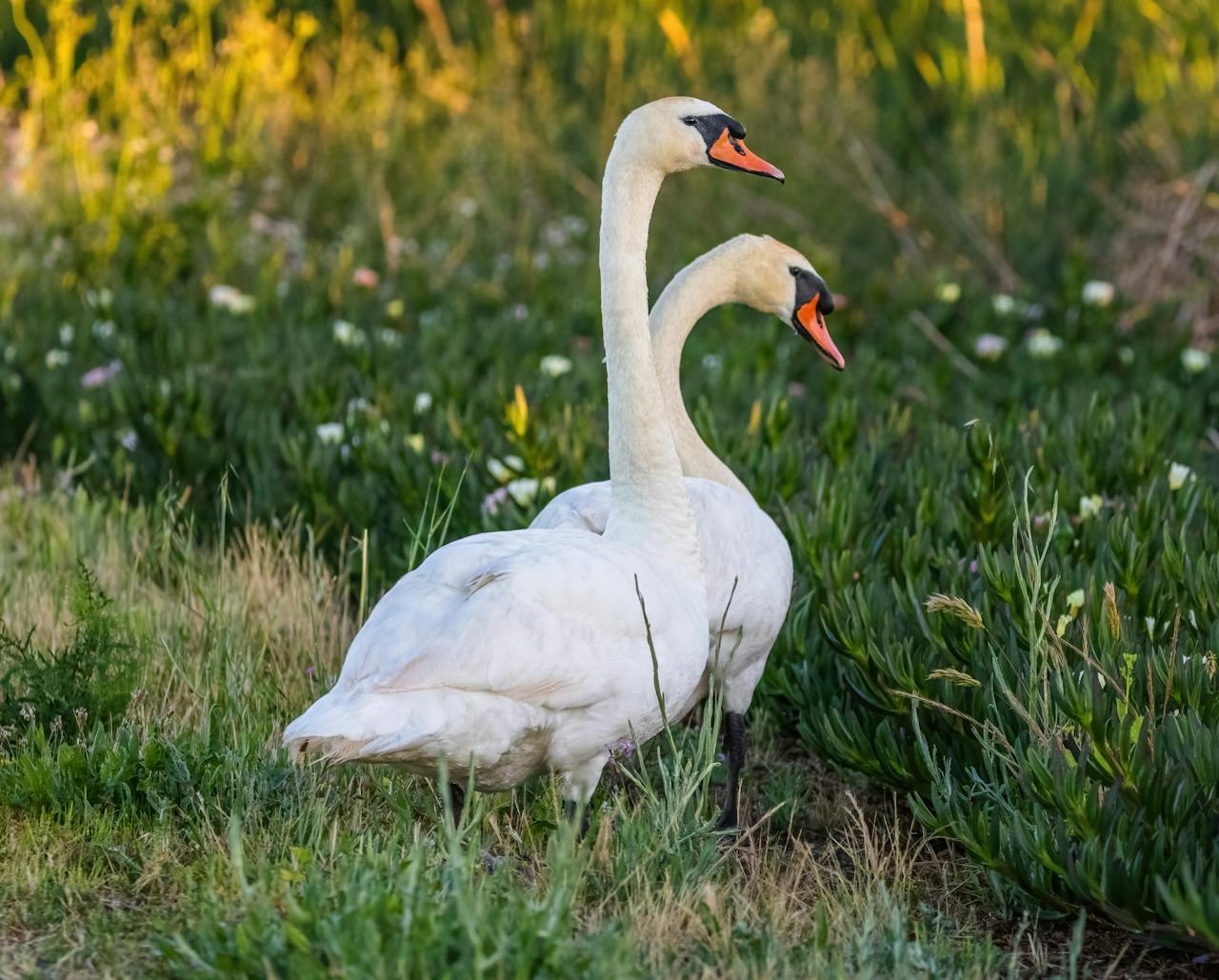 fauneflore