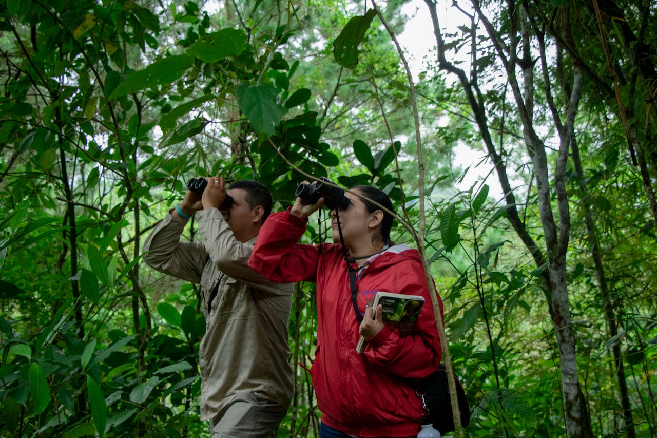 observation des oiseaux